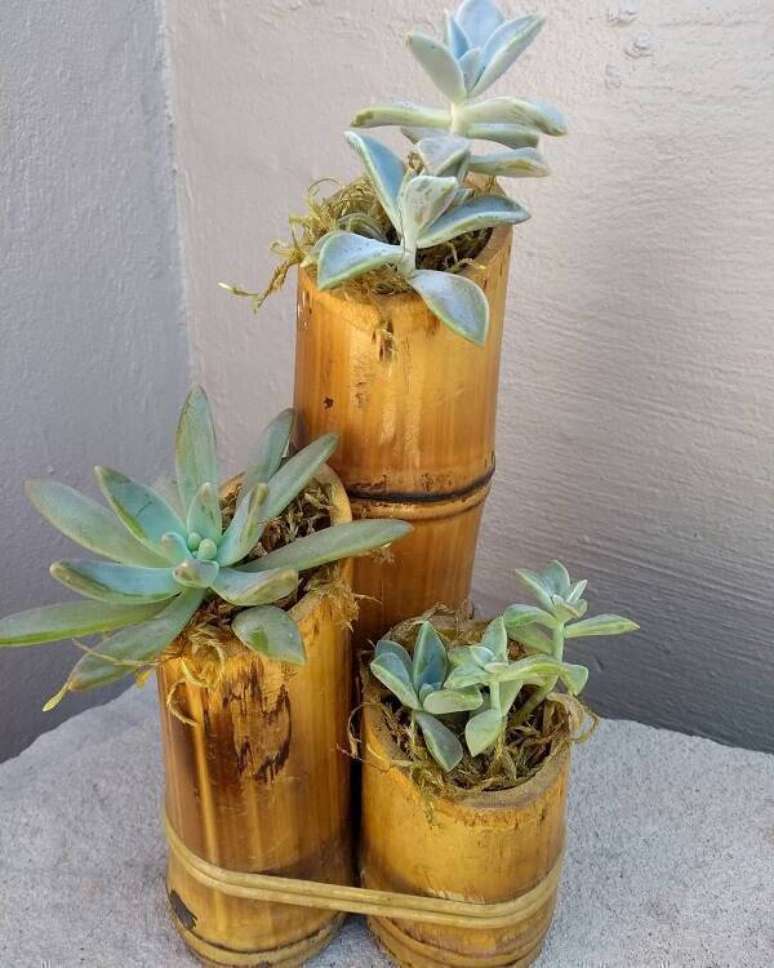 7. Cultive suculentas em vasos criados a partir do artesanato com bambu. Fonte: Pinterest
