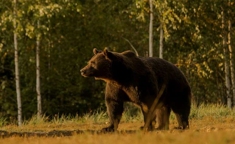 A Rom&ecirc;nia tem uma popula&ccedil;&atilde;o estimada de 6 mil ursos