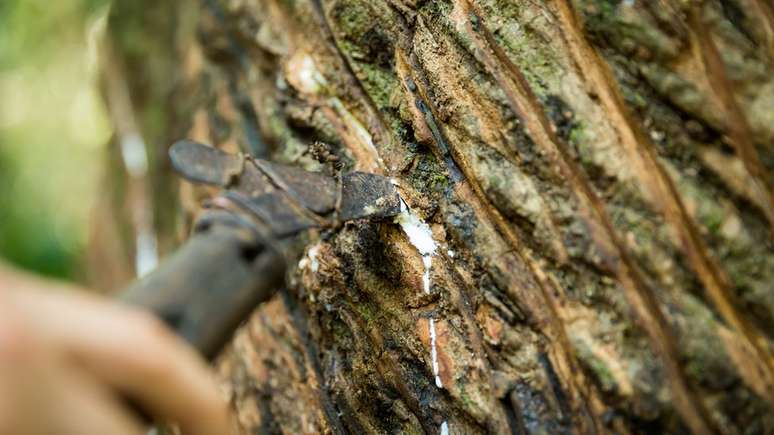 Pesquisa estia que 6 milhões de pessoas se beneficiam da extração sustentável de produtos da floresta como a borracha