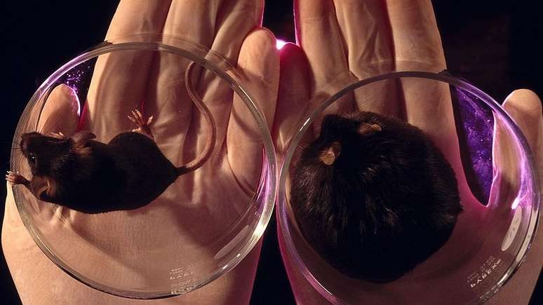 Pesquisa mostrou liga&ccedil;&atilde;o entre gen&eacute;tica e obesidade nos anos 1990