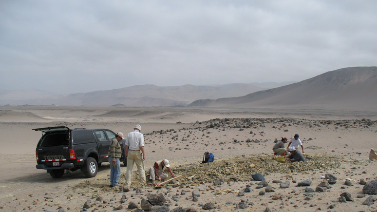 O f&oacute;ssil foi encontrado nas rochas de Yumaque, na &aacute;rea des&eacute;rtica em frente &agrave; Praia Media Luna, na costa sul do Peru.