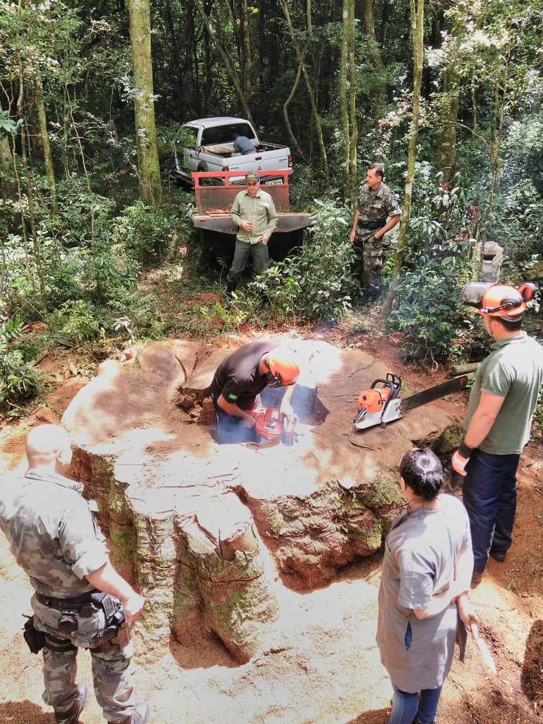 Derrubada ilegal de 17 árvores raras rendeu multa de R$ 12.750