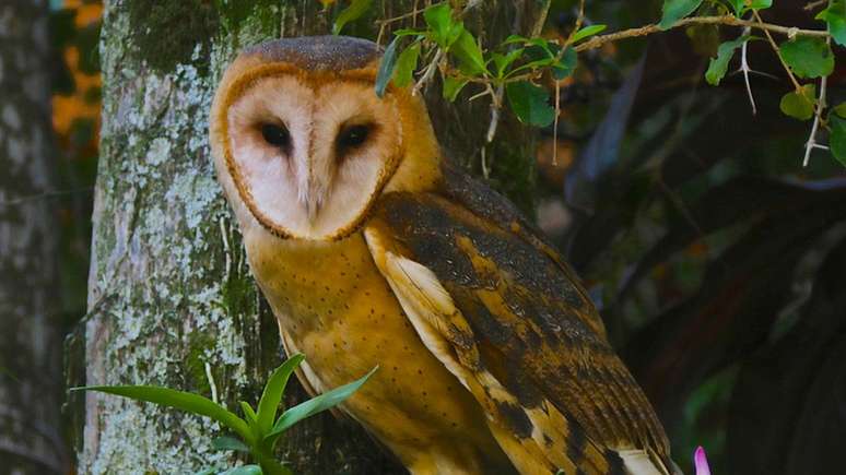A coruja suindara tamb&eacute;m &eacute; conhecida como coruja-das-torres, coruja-da-igreja ou rasga-mortalha