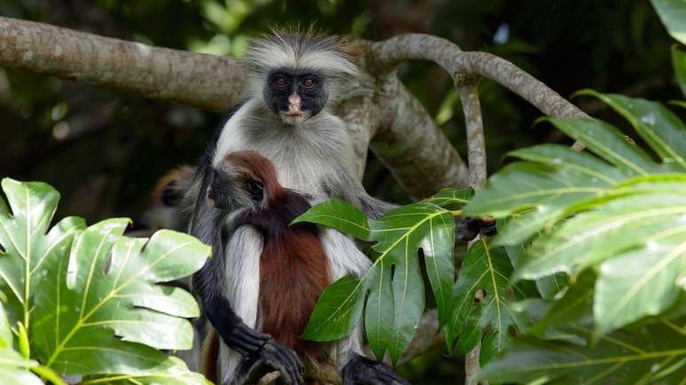 O colobus vermelho de Zanzibar é um dos parentes mais próximos do desaparecido colobus vermelho de Miss Waldron