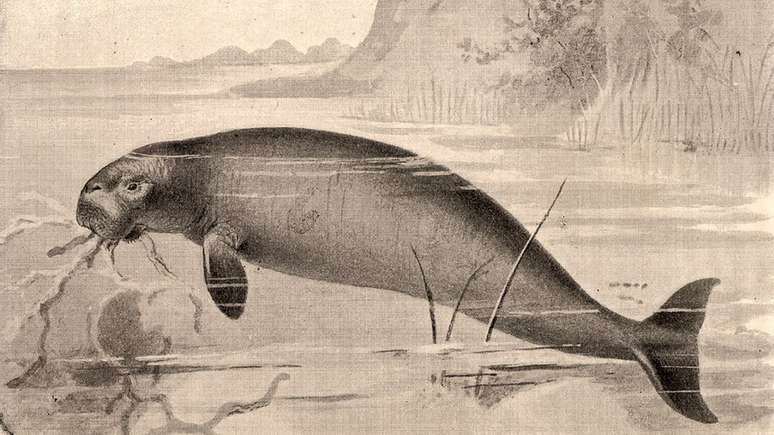 O naturalista George Steller pôde observar e retratar, no século 18, um espécime de dugongo-de-Steller