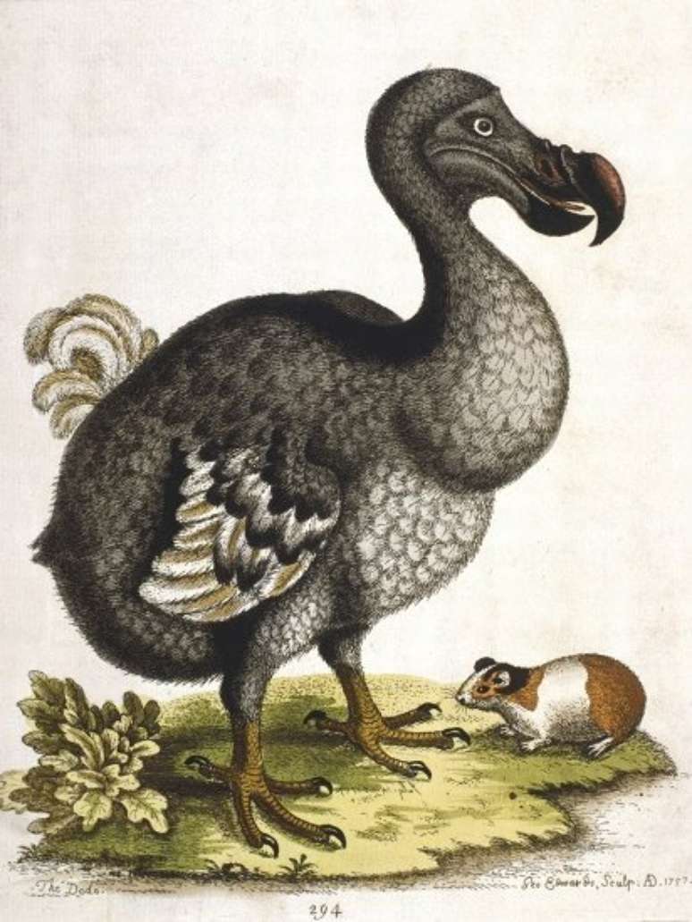 O dodô se tornou um símbolo da extinção decorrente da ação humana