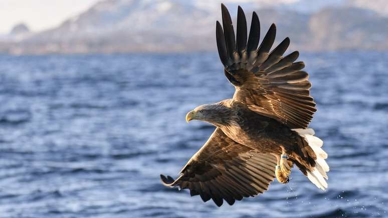 Águia com envergadura das asas de mais de dois metros foi por anos caçada sem piedade na Grã-Bretanha