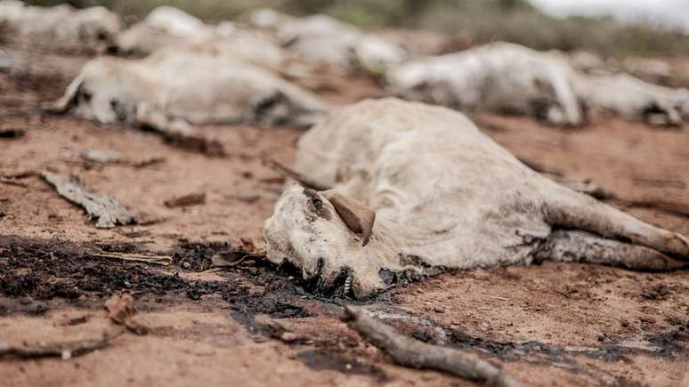 Seca no Quênia levou à morte de centenas de animais