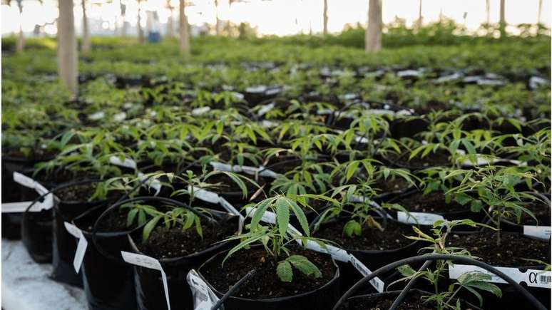 Apenas uma ONG, na Paraíba, tem autorização da Justiça brasileira para produzir medicamentos a partir da cannabis