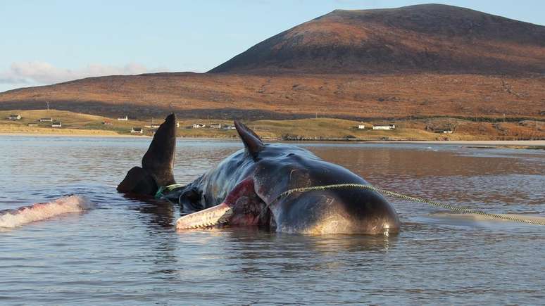 Redes de pesca e copos de plástico estavam entre os resíduos achados no estômago da baleia