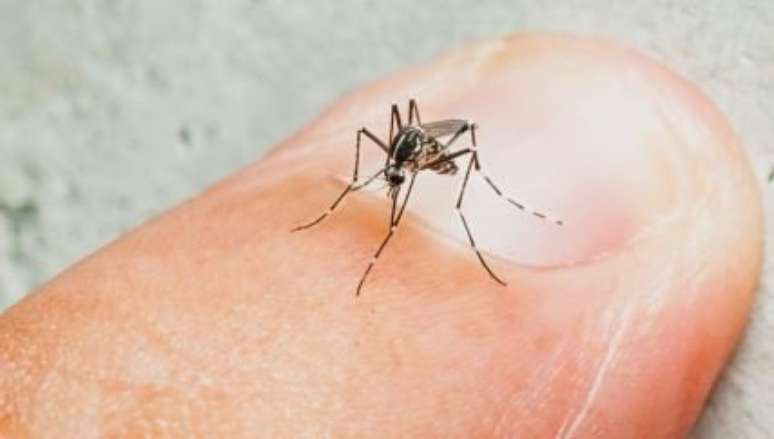 Bactéria impede transmissão de dengue pelo mosquito Aedes aegypti em humanos - Foto: Shutterstock