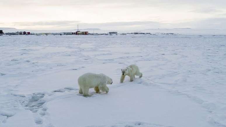 O habitat dos animais foi fortemente afetado pelo aquecimento global