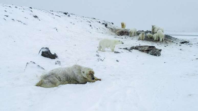 Há quem defenda a evacuação permanente da cidade por causa da presença dos ursos polares
