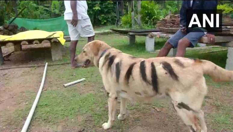 Fazendeiro pintou listras no seu cachorro Bulbul para deixá-lo parecido com um tigre