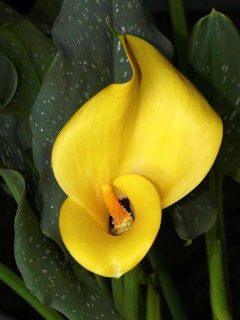 8. O antúrio amarelo é leve e divertido. Foto: Flores e Flores