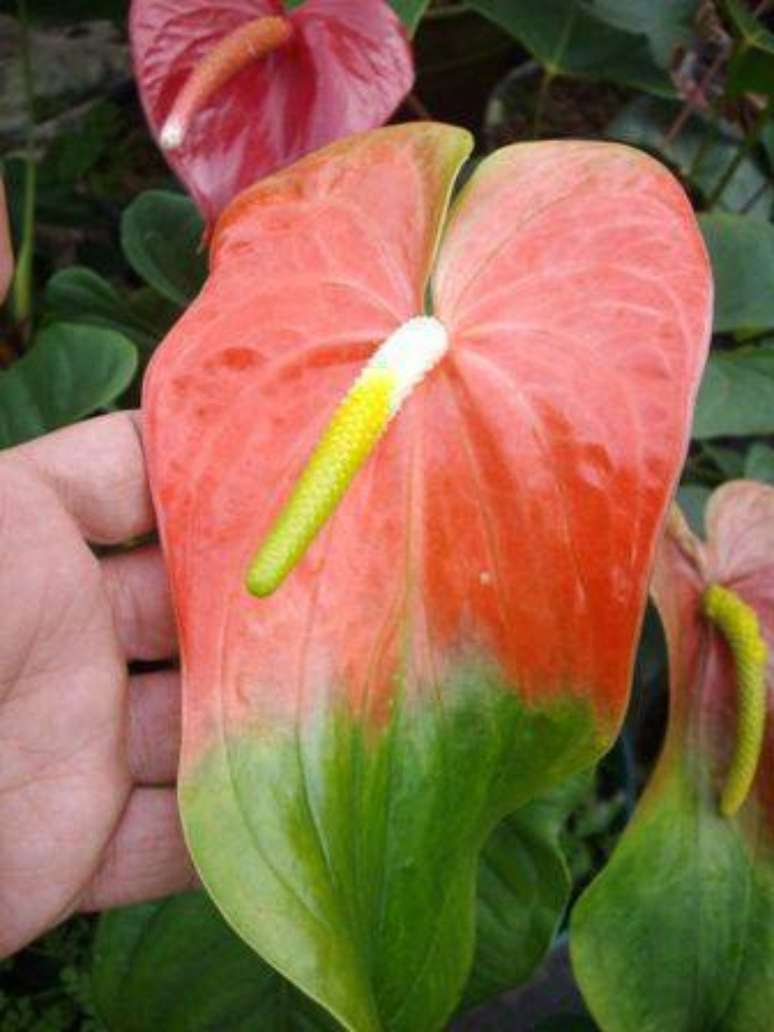 15. Esta flor de antúrio é bem grande. Foto: Info Jardim