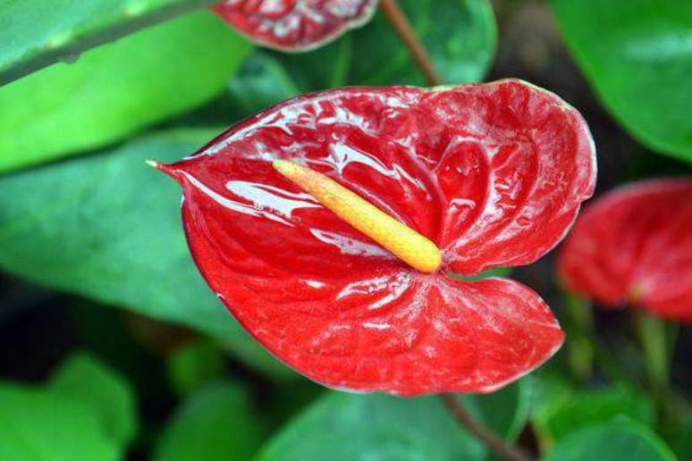 44. O antúrio é uma planta de aparência tropical. Foto: Ornamentalis