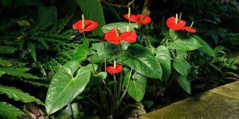 41. O antúrio é uma planta para jardim e apartamento. Foto: Casa Abril