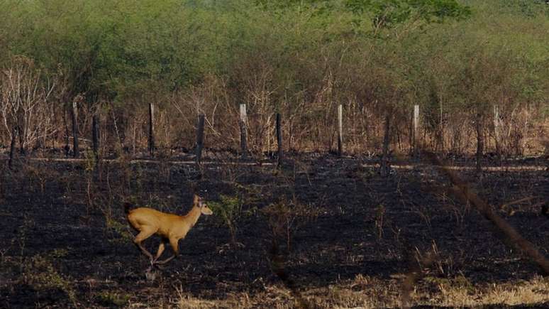 Pantanal tem sido atingido por fortes incêndios neste ano