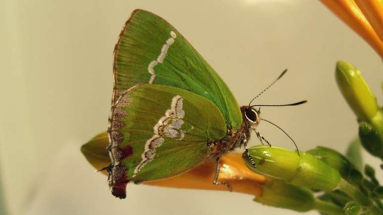 A Cyanophrys bertha é uma espécie de borboleta presente no Rio Grande do Sul