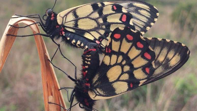 O declínio de populações da borboleta Euryades choretrus foi outra descoberta do grupo da UFRGS