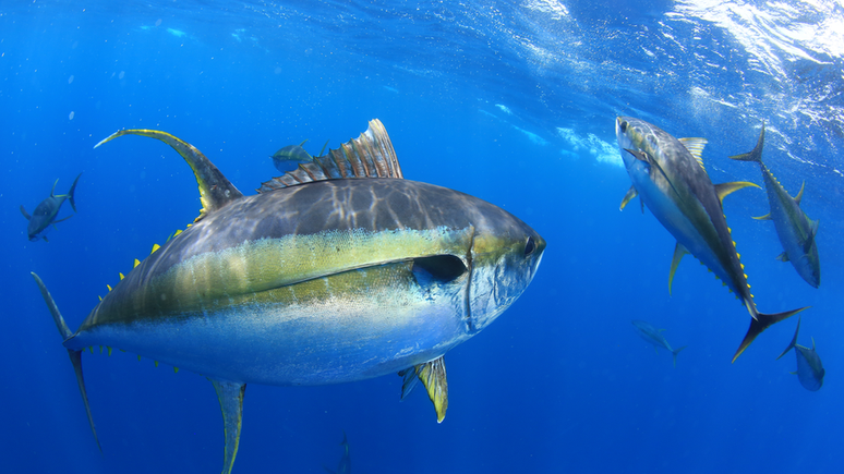 O atum est&aacute; entre as esp&eacute;cies que sofrem com a redu&ccedil;&atilde;o da concentra&ccedil;&atilde;o de oxig&ecirc;nio nos oceanos, conforme a IUCN