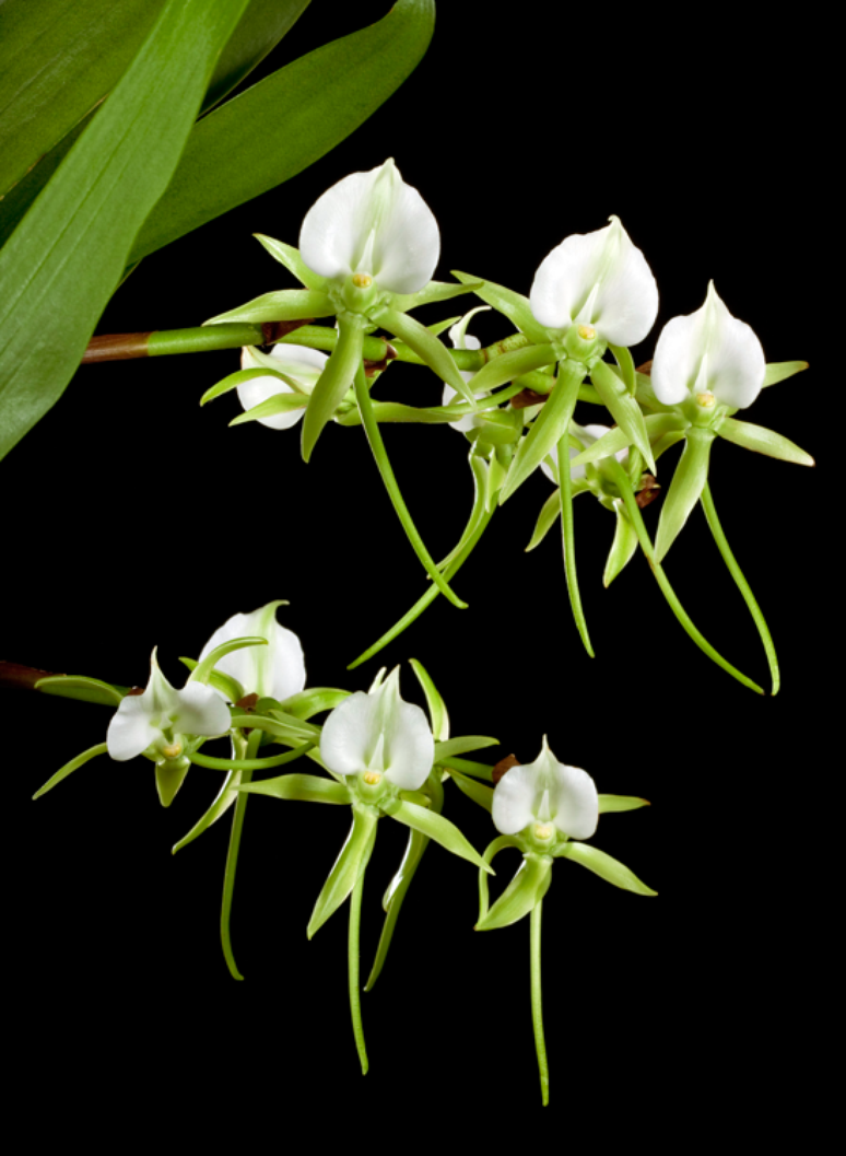 A 'orquídea de Darwin', Angraecum sesquipedale, tem um nectário de 30 centímetros de comprimento. Que inseto poderia alcançar o néctar e polinizá-la?