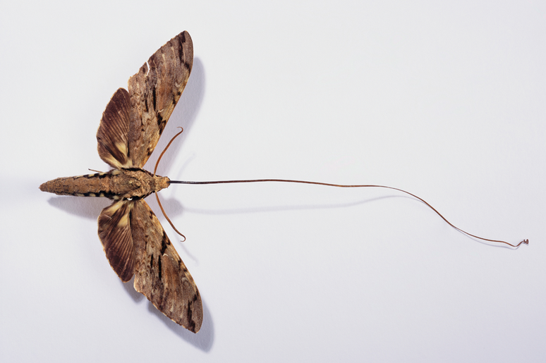 Darwin previu a existência de uma mariposa com uma probóscide (língua) suficientemente longa para polinizar a orquídea de Madagascar