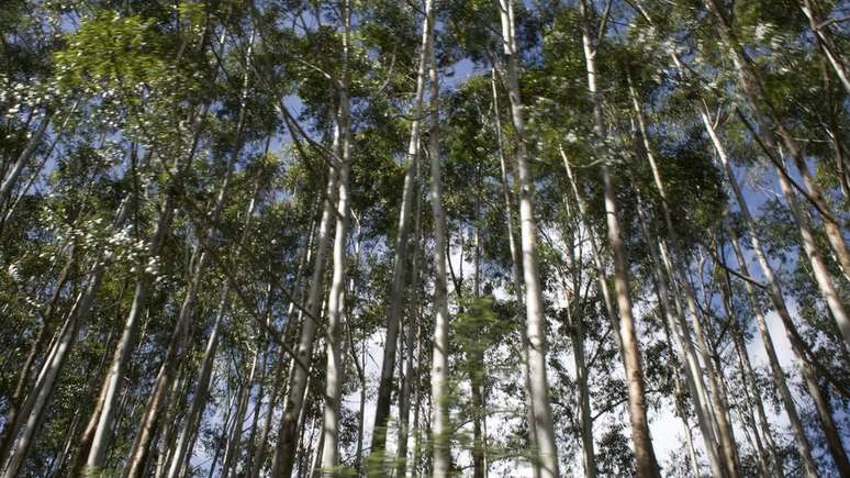 Floresta urbana: 8 formas como plantas podem melhorar sua casa - BBC News  Brasil