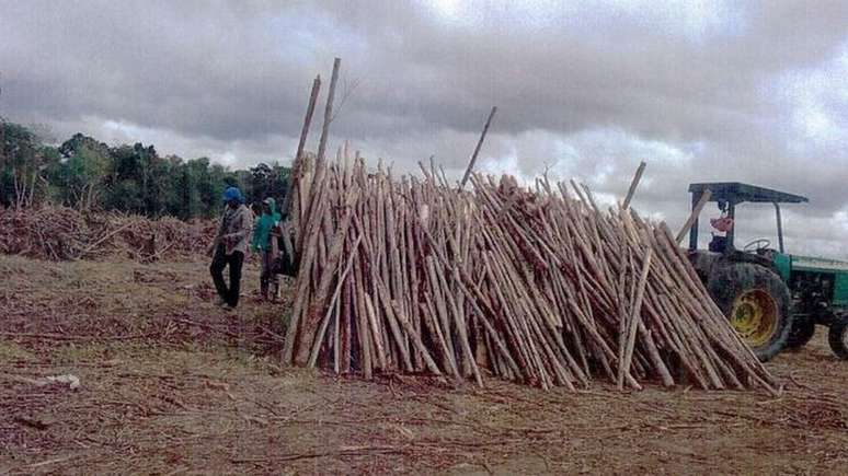 Diom&eacute;des e Alexander anexaram os processos fotos que tiraram de eucaliptos sendo cortados na propriedade deles, quando a Justi&ccedil;a h&aacute; havia declarado que a terra n&atilde;o pertencia a Veracel