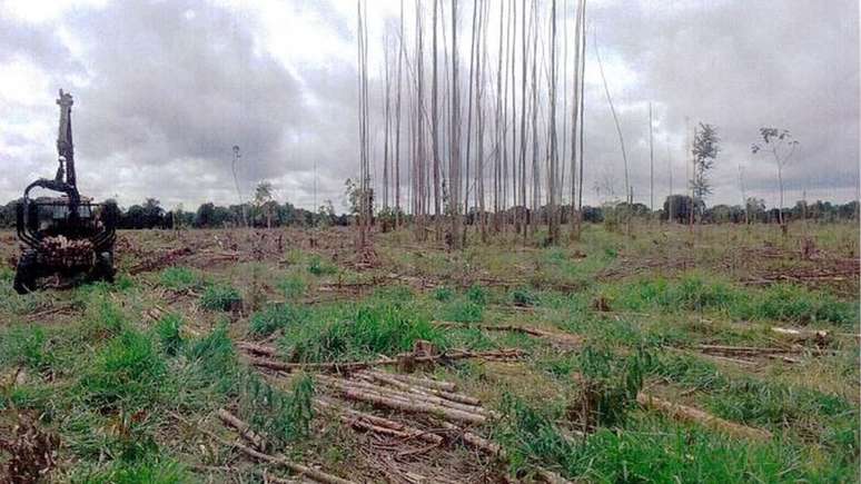 Em nota, Veracel e Stora Enso dizem que seguem a legisla&ccedil;&atilde;o brasileira e que possuem documentos para todas as terras que exploram no sul da Bahia