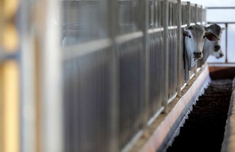 Cria&ccedil;&atilde;o de gado em Paul&iacute;nia (SP) 
30/06/2017
REUTERS/Paulo Whitaker