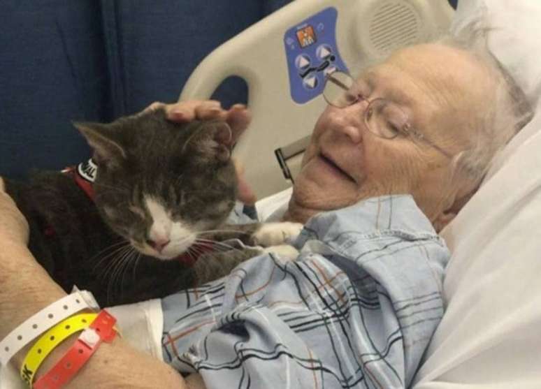Terapia felina - O gatinho Donny é muito dócil e amoroso. Adotado pela americana Susan Smith, esse gato fofo atuou como 'terapeuta' da mãe dela, que fazia tratamento contra um câncer no pulmão. Os serviços do felino foram estendidos para pacientes com Alzheimer e demência. Confira aqui.