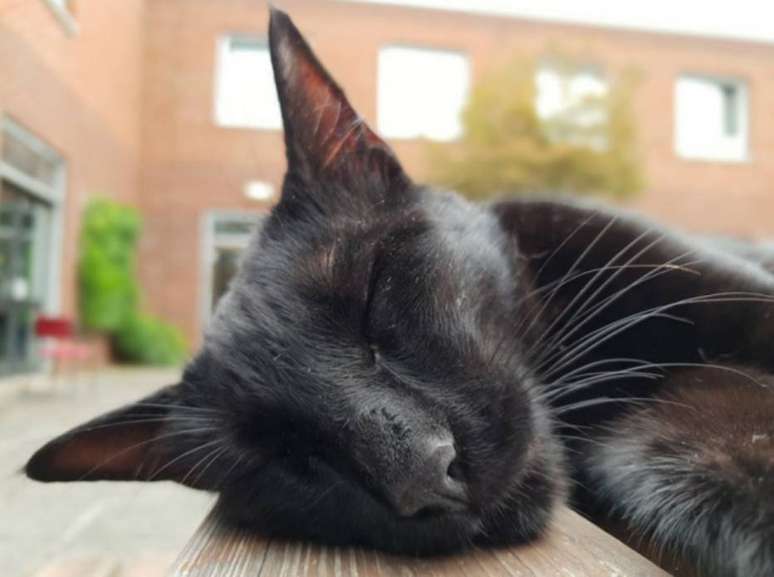 Aluno aplicado - Na Inglaterra, a Universidade de Warnick tem um aluno diferente: o gato Rolf. O felino até tem uma família de cuidadores, que já fez de tudo para impedi-lo de sair de casa, mas ele sempre visita o campus. Devido a tanta dedicação, o gatinho acabou ganhando um diploma da instituição. Veja aqui.