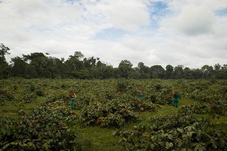Propriedade rural no Estado do Amazonas
04/12/2012
REUTERS/Bruno Kelly
