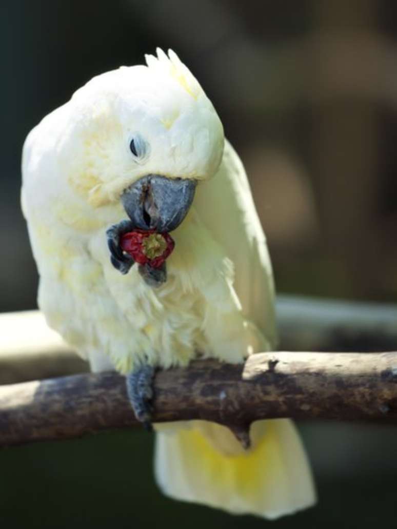 Diferentemente de mamíferos e insetos, os pássaros não têm problema em comer pimenta