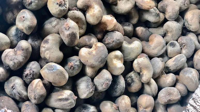 As castanhas devem ser queimadas para eliminar o &oacute;leo e poderem ter suas am&ecirc;ndoas retiradas