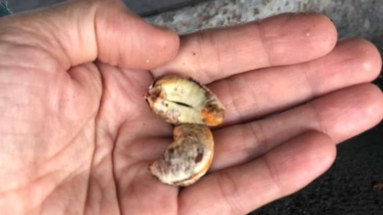 Am&ecirc;ndoa retirada da castanha; IBGE estima que Brasil produzir&aacute; 134 mil toneladas neste ano