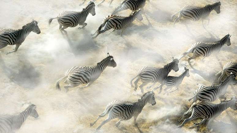 Da camuflagem a uma 'marca de identidade própria', já foram muitas as hipóteses para tentar explicar por que as zebras são listradas
