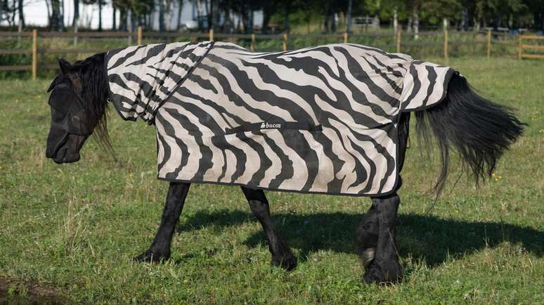 Bi&oacute;logos colocaram cavalos em casacos com estampa de zebra para observar como as moscas reagiam a eles