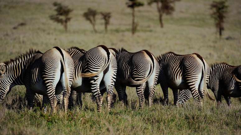 As moscas são uma ameaça comum aos animais da África, levando à hipótese de que as listras das zebras sejam um mecanismo de defesa contra os insetos
