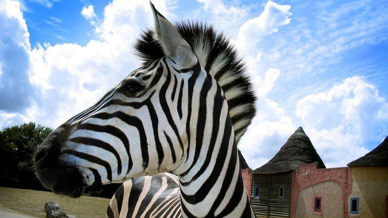 As três espécies conhecidas de zebras que vagam pela África são os únicos equídeos listrados