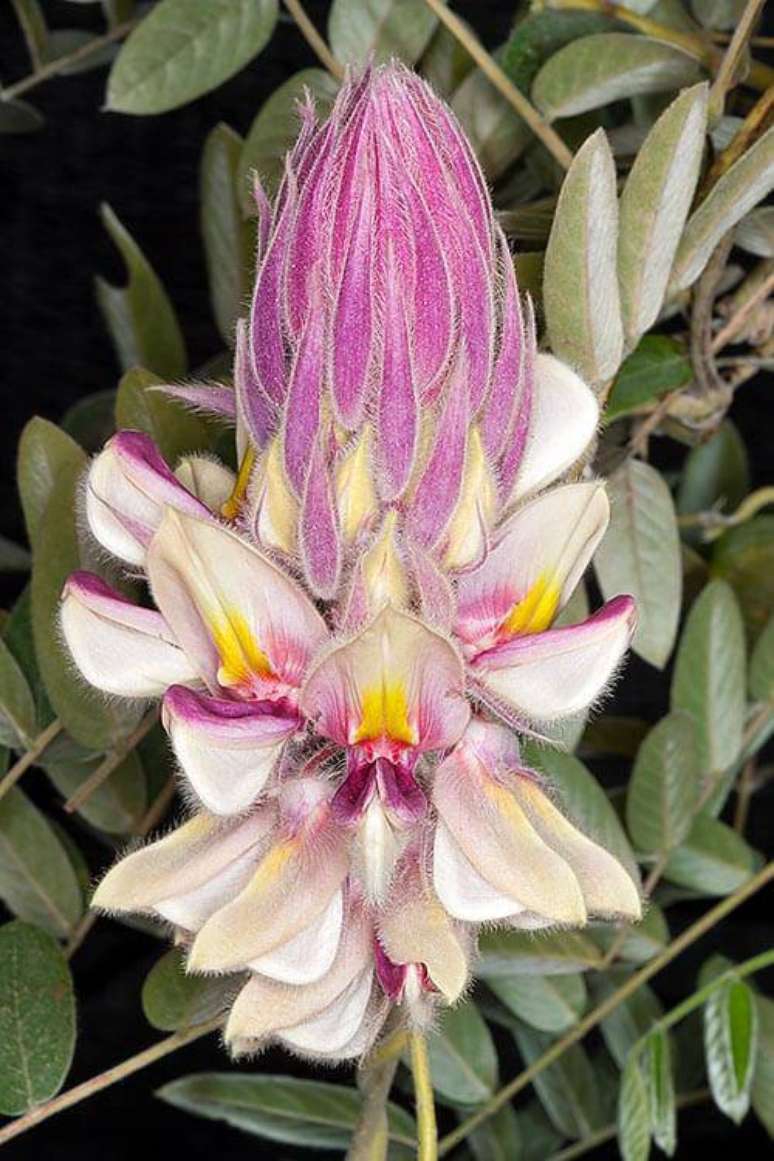 40. Orqu&iacute;deas raras s&atilde;o lindas para admirar &ndash; Via: Monaconature Encyclopedia