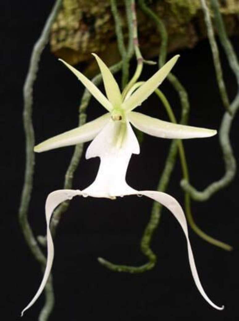 41. Orqu&iacute;deas raras conhecidas como &ldquo;fantasma&rdquo; por conta da falta de colora&ccedil;&atilde;o &ndash; Via: Geraldo Aguiar