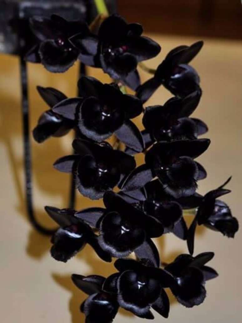 42. Orqu&iacute;dea negra do tipo rara &ndash; Via: Pinterest