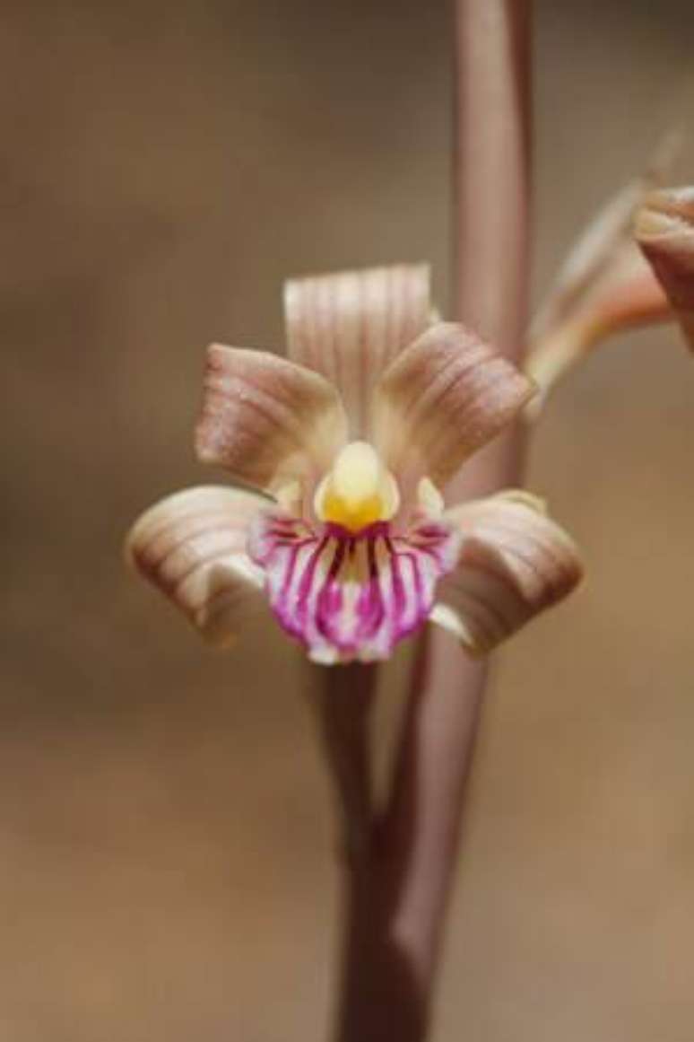 43. Orqu&iacute;dea rara Colemans Coral Root &ndash; Via: Pinterest