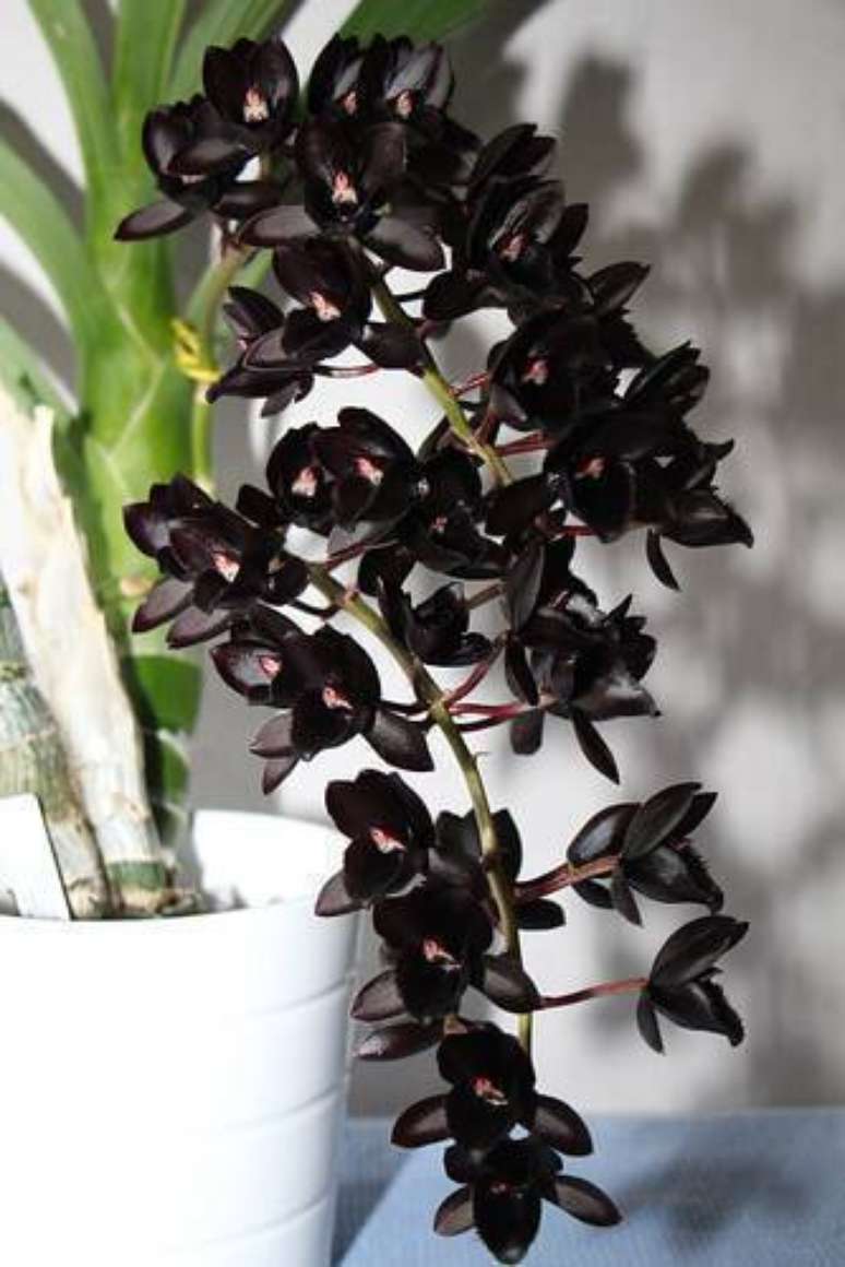 44. Orqu&iacute;dea negra e rara &ndash; Via: Pinterest