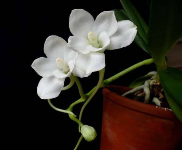 46. Orqu&iacute;deas raras da esp&eacute;cie Amesiella Monticola &ndash; Via: Pinterest