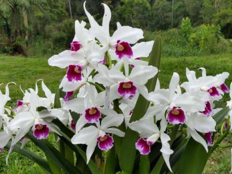 48. Orqu&iacute;deas raras com detalhes em roxo da esp&eacute;cie brasilaelia purpurata semi alba &ndash; Via: Pinterest