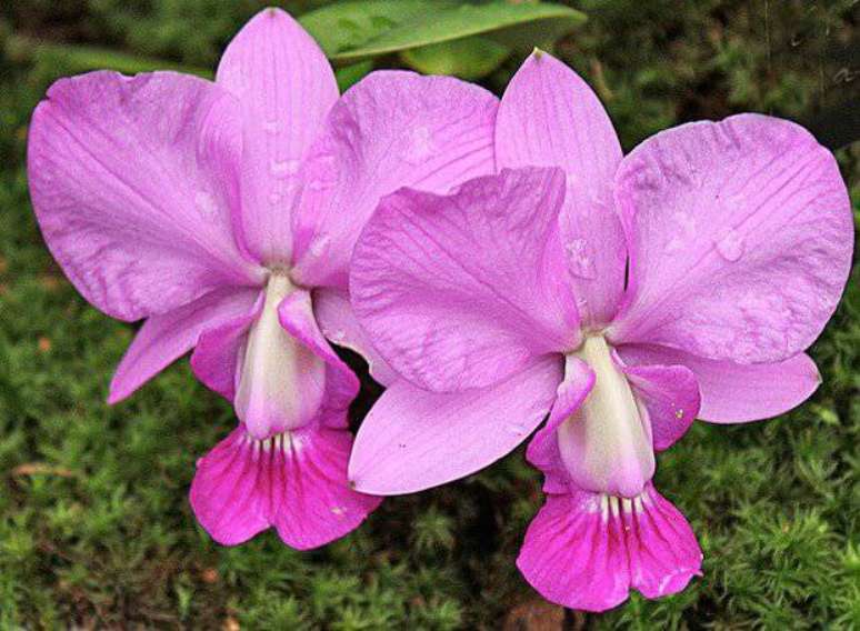 49. Orqu&iacute;dea Cattleya Walkeriana &ndash; Via: Casa e Jardim